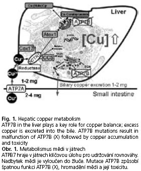 CSGH 4/2008